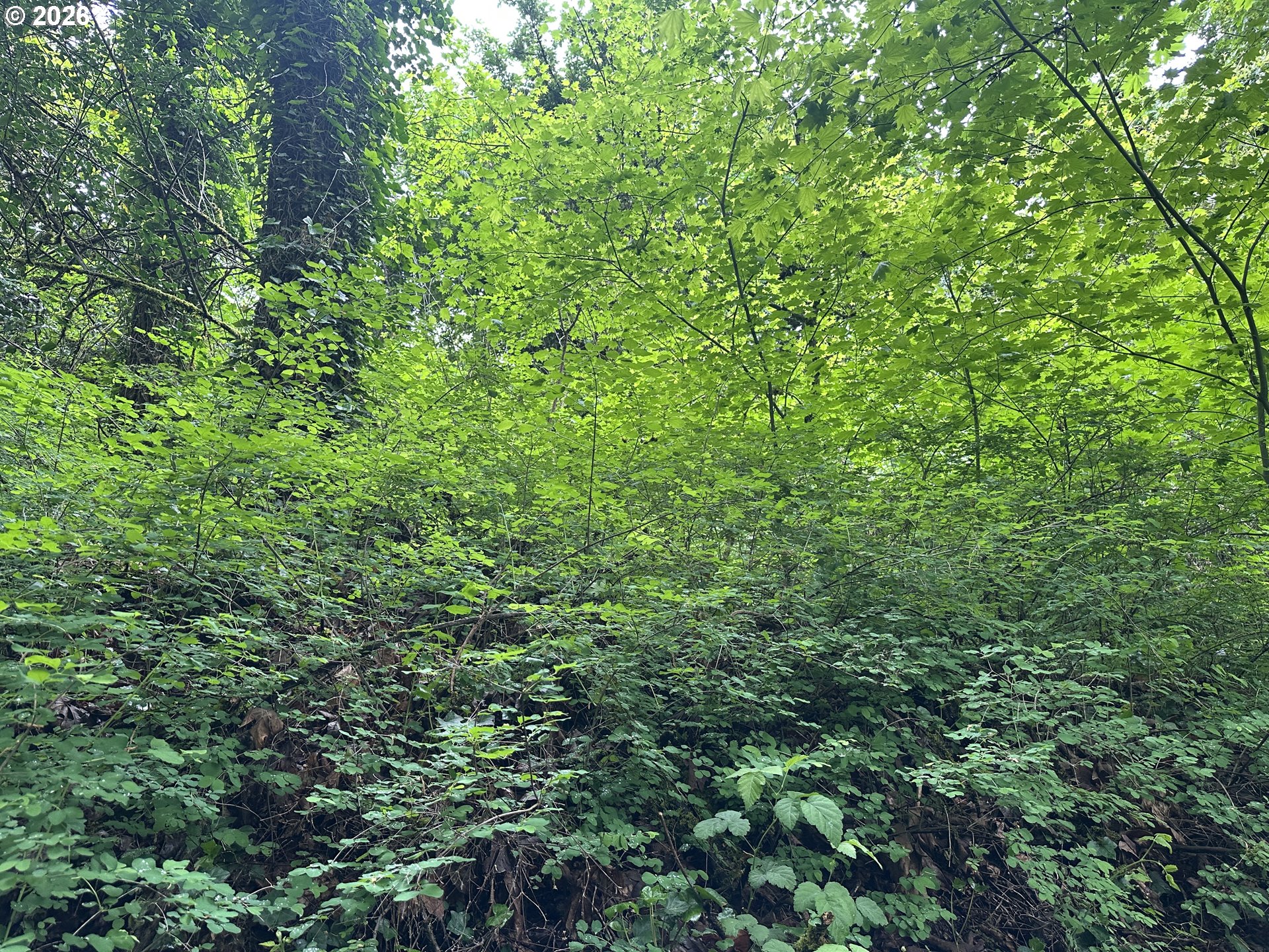 0 Southwest Mcdonnell Portland, OR 97239 - Photo 17 of 17 a view of a lush green forest