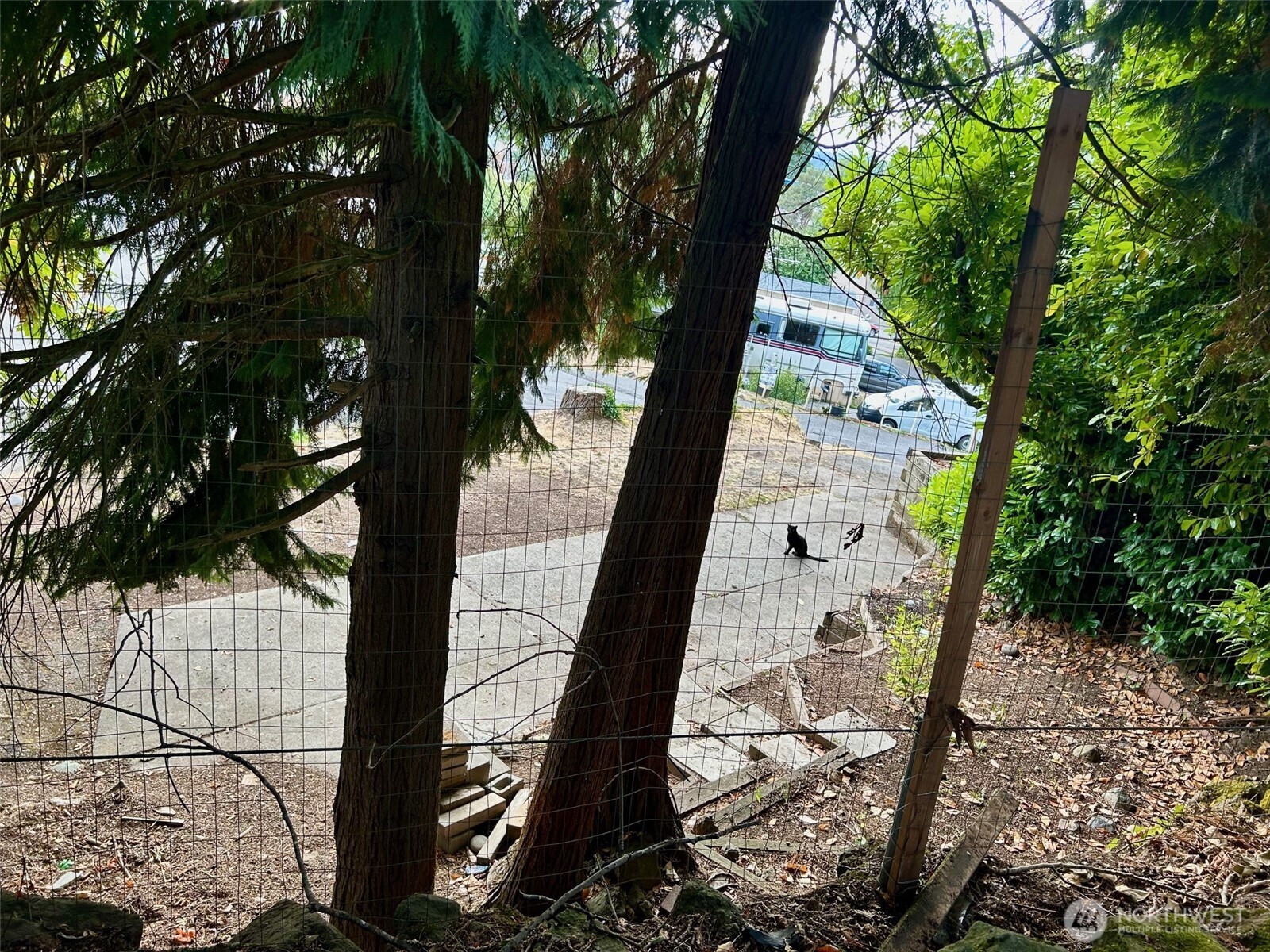 13101 64th Avenue South Seattle, WA 98178 - Photo 31 of 34 a picture of trees