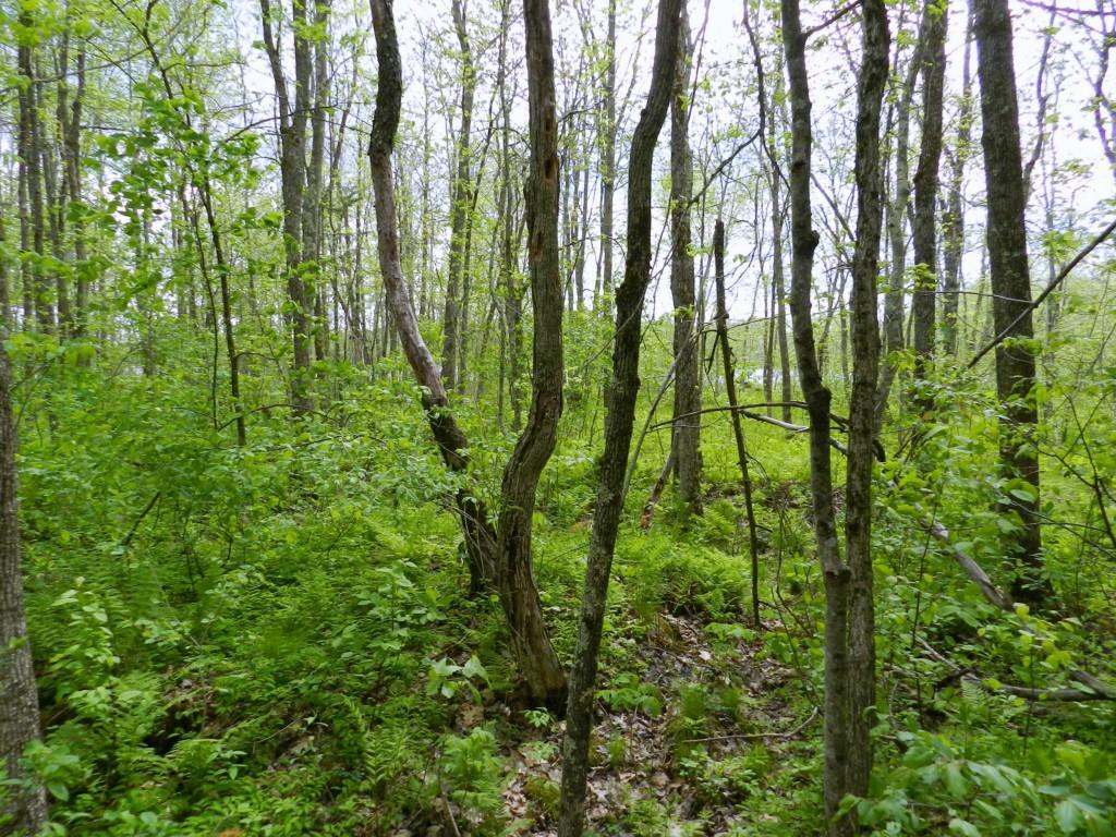 0 Mount Road Pittsfield, ME 04967 - Photo 9 of 25 Photo