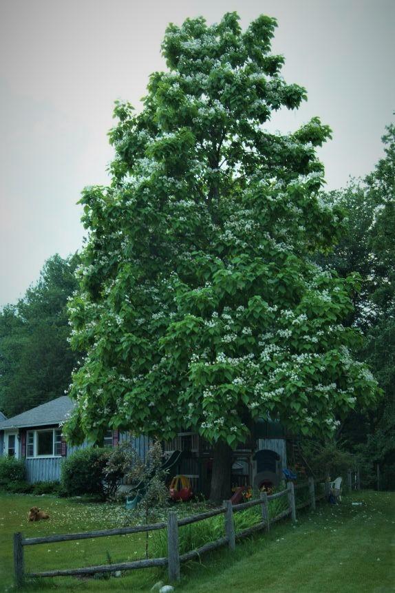 74 Merrymeeting Road Brunswick, ME 04011 - Photo 3 of 13 Catalpa Tree
