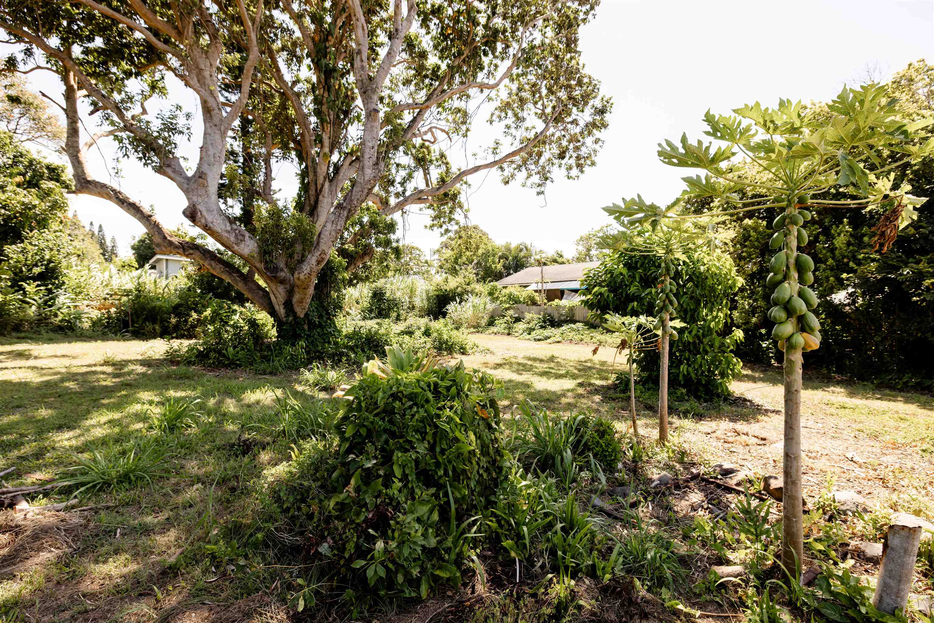 1706 Haiku Road, Unit B Haiku, HI 96708 - Photo 1 of 6 a view of a yard with plants and large trees