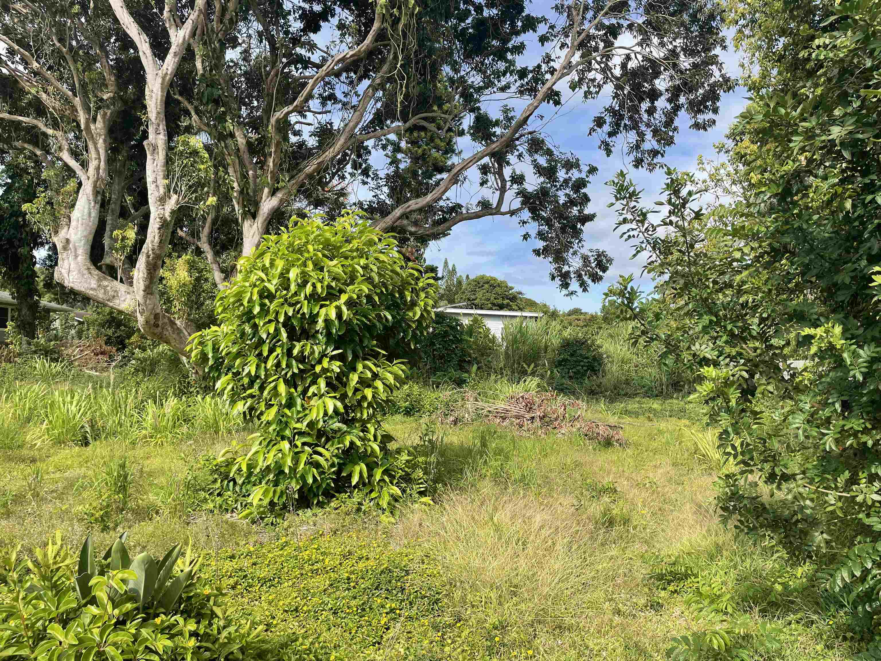 1706 Haiku Road, Unit B Haiku, HI 96708 - Photo 2 of 6 a plant view in yard
