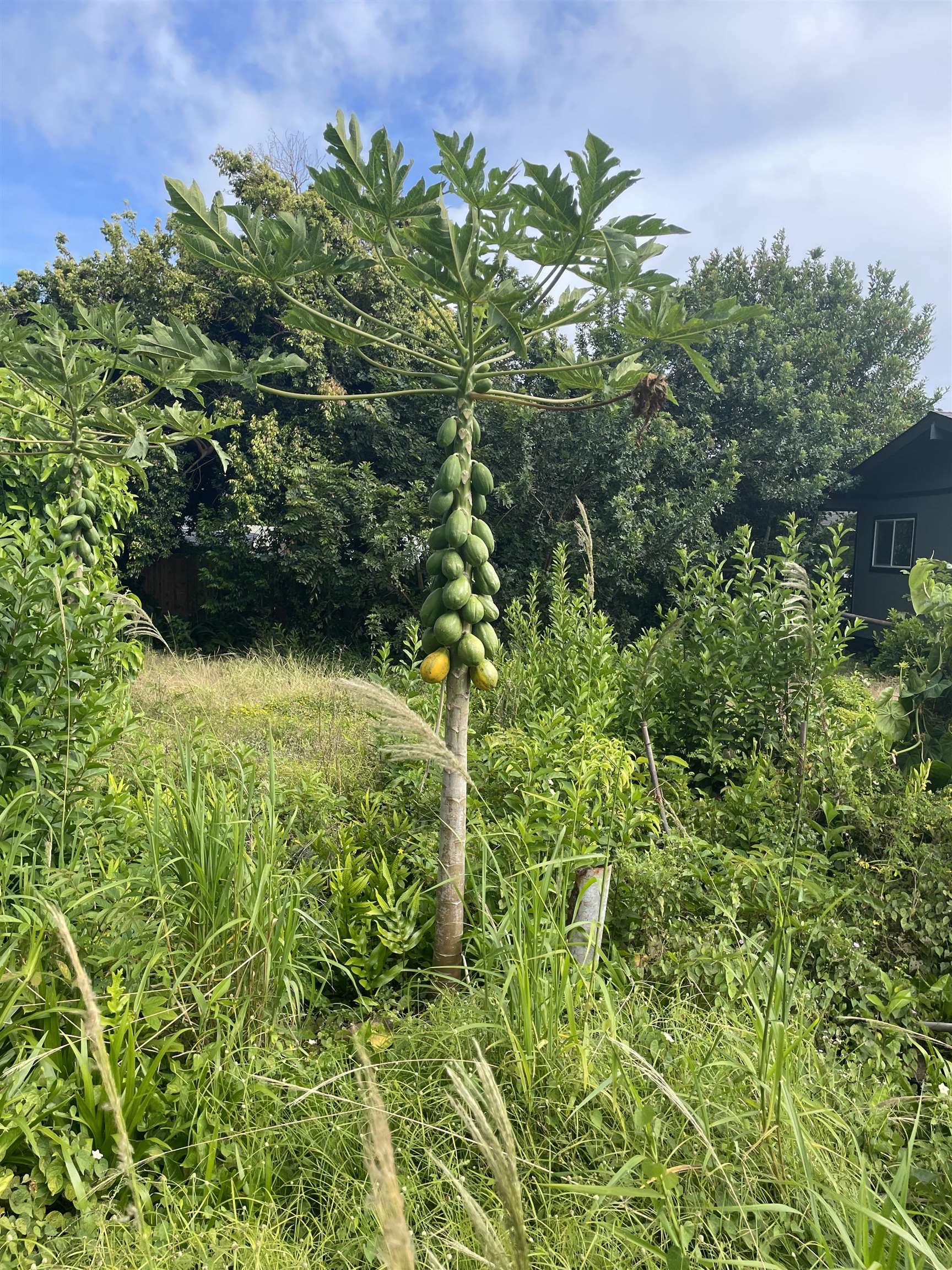 1706 Haiku Road, Unit B Haiku, HI 96708 - Photo 3 of 6 a plant that is in a garden