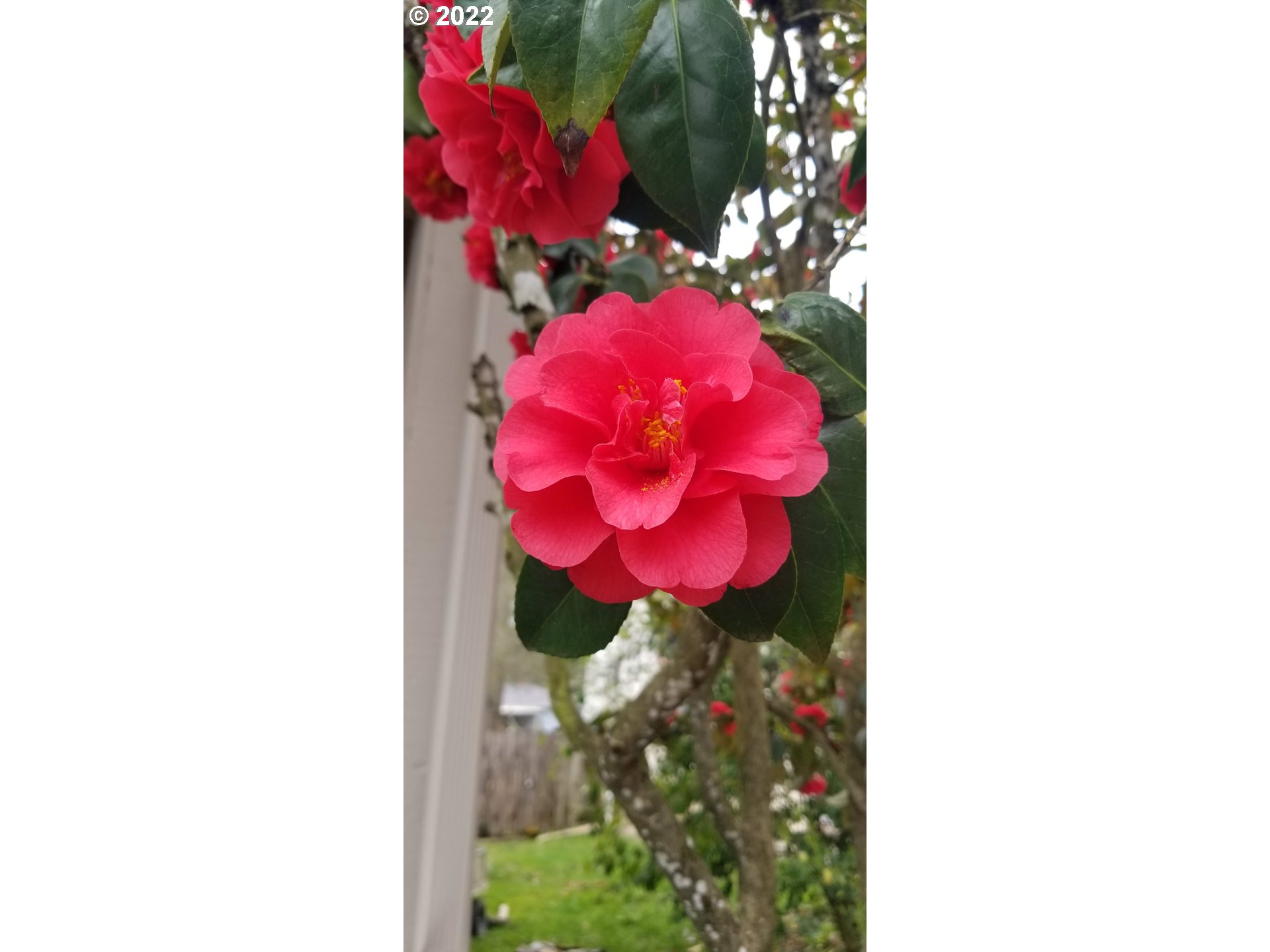 2175 City View Street Eugene, OR 97405 - Photo 31 of 32 a view of a flower