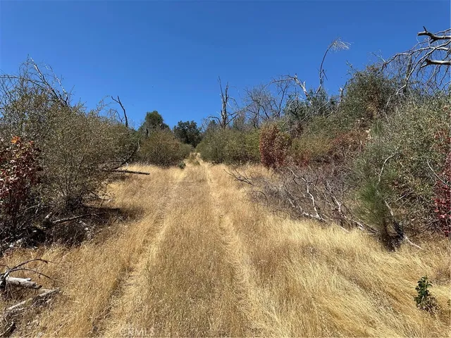 a view of a yard with a tree