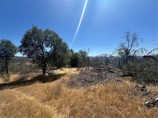 a view of a yard with a tree