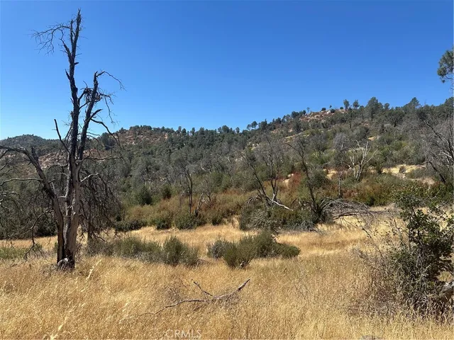 a view of a yard with a tree