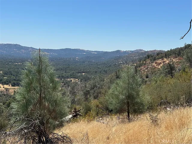 a view of a forest with a mountain