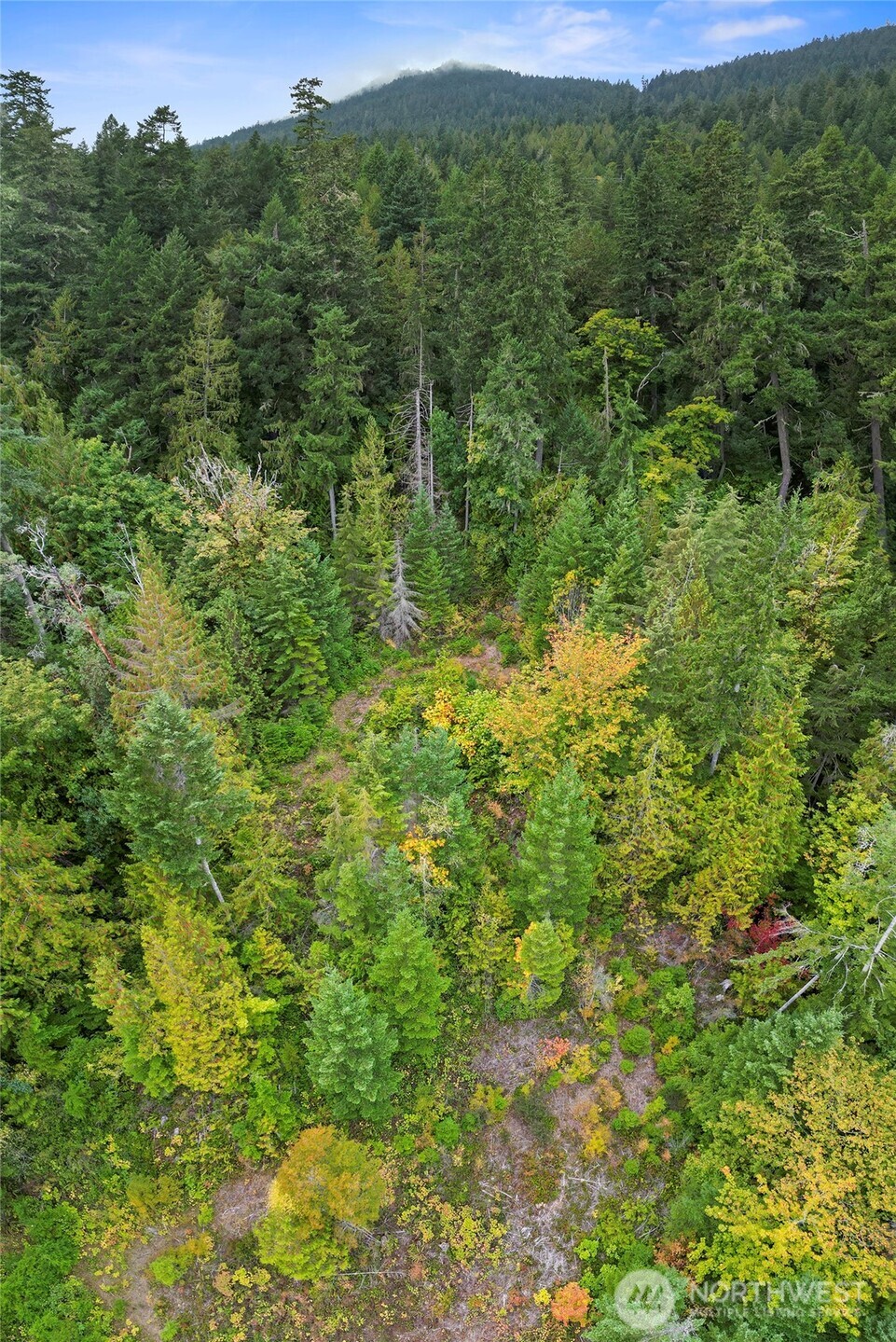 304292 Highway 101 Brinnon, WA 98320 - Photo 27 of 33 a view of a lush green forest with trees and some houses
