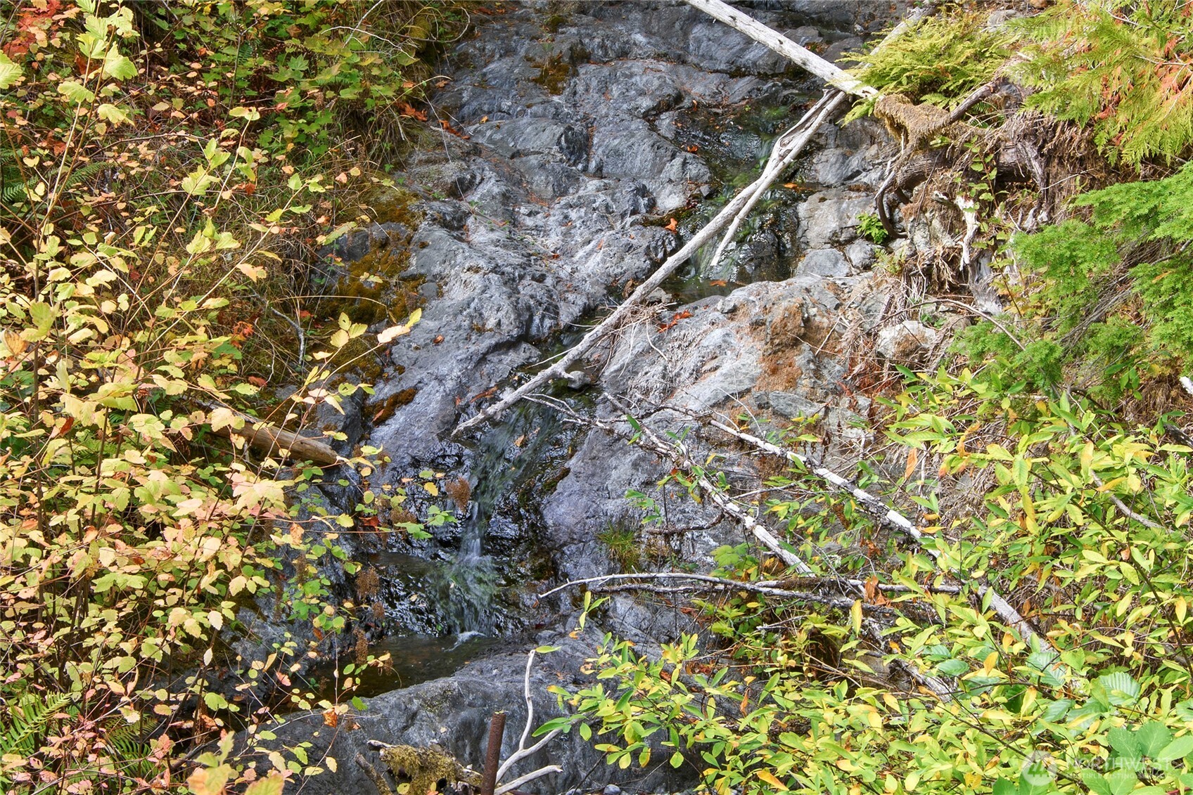 304292 Highway 101 Brinnon, WA 98320 - Photo 4 of 33 a picture of tree