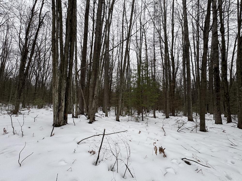 South Loxley Road Houghton Lake, MI 48629 - Photo 15 of 73 IMG_8550