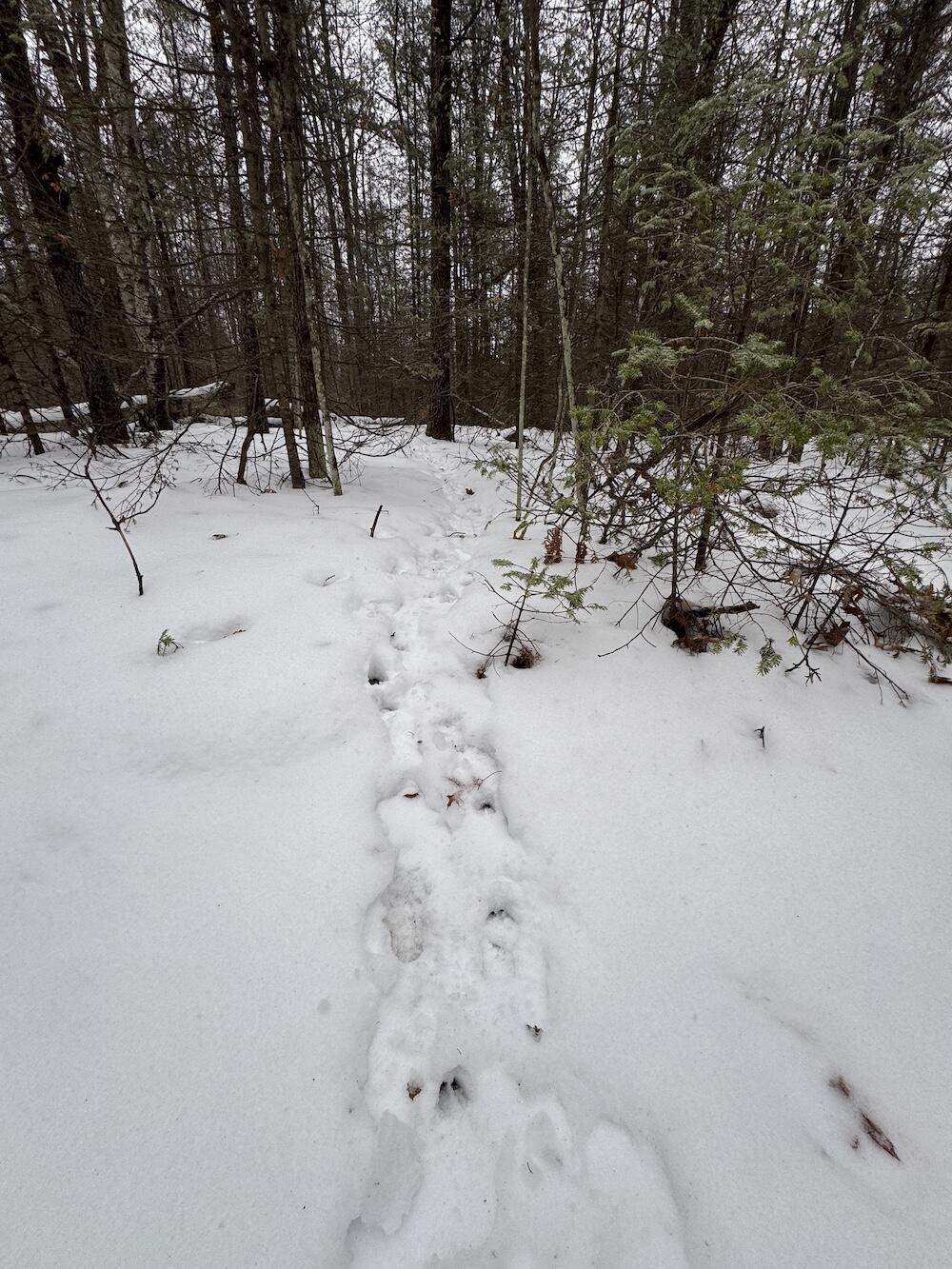 South Loxley Road Houghton Lake, MI 48629 - Photo 41 of 73 IMG_8581