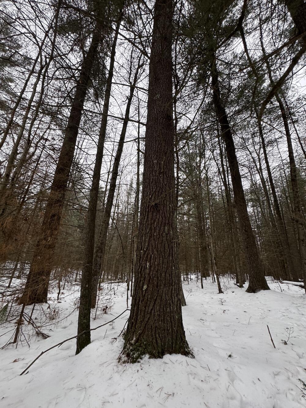 South Loxley Road Houghton Lake, MI 48629 - Photo 53 of 73 IMG_8593