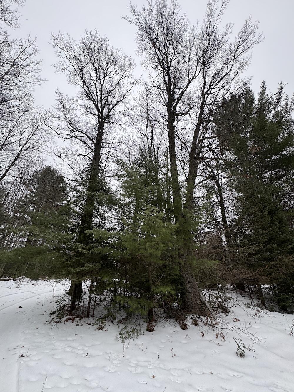 South Loxley Road Houghton Lake, MI 48629 - Photo 7 of 73 IMG_8541