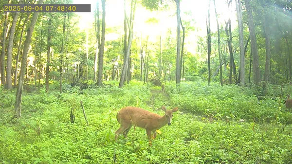 $175,000 | 20-ac Vl 20-ac Ville, Horton, MI 49246