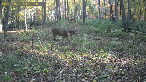 $175,000 | 20-ac Vl 20-ac Ville, Horton, MI 49246