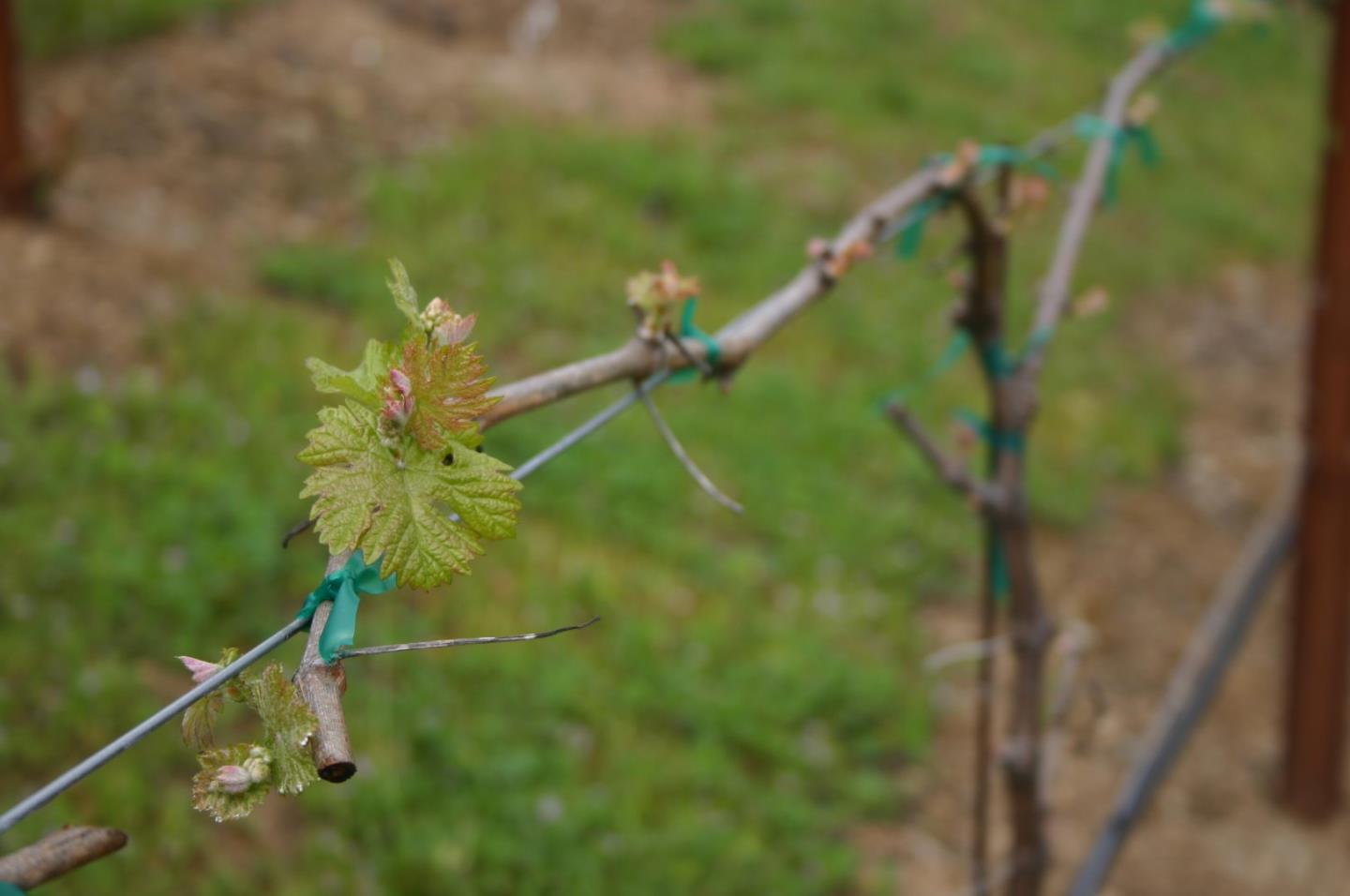 7247 Pitlochry Drive Gilroy, CA 95020 - Photo 26 of 44 a close up of a plant in a garden
