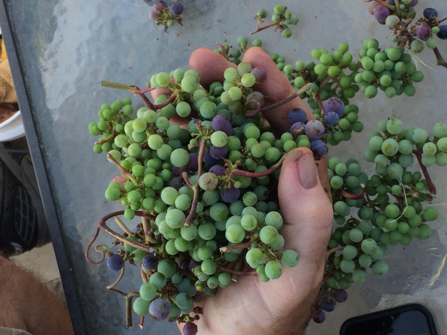 7247 Pitlochry Drive Gilroy, CA 95020 - Photo 27 of 44 a plant with lots of flowers