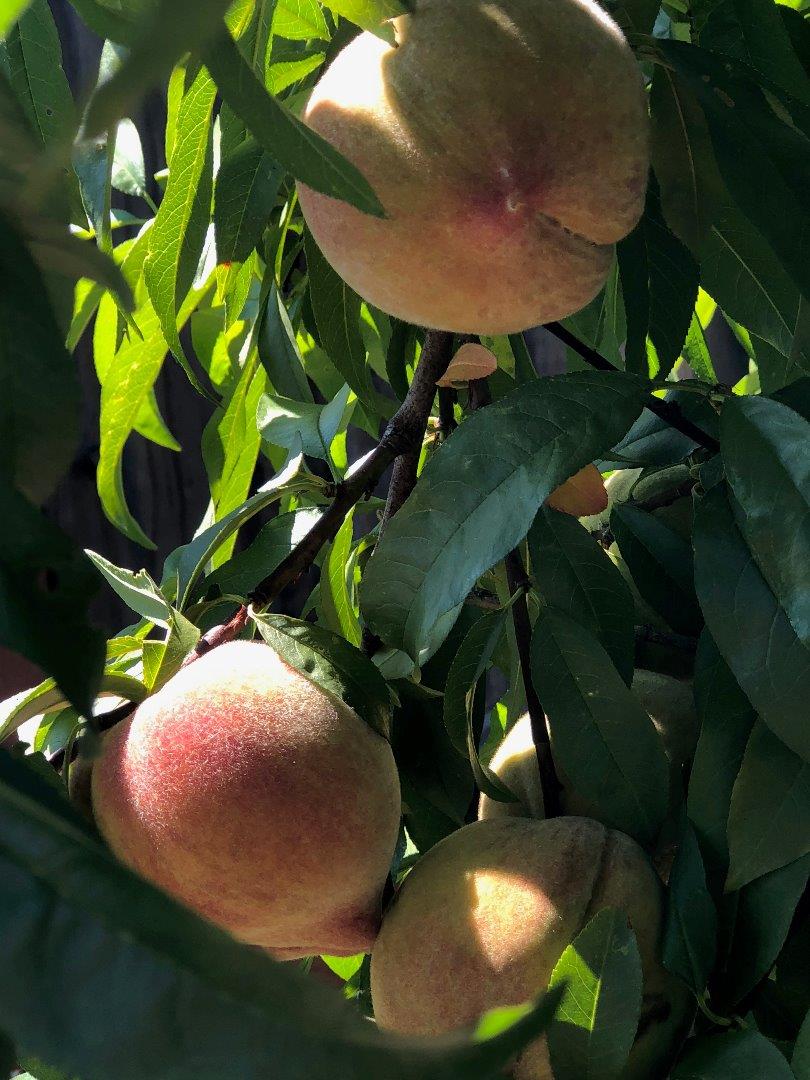 7247 Pitlochry Drive Gilroy, CA 95020 - Photo 28 of 44 a view of a backyard