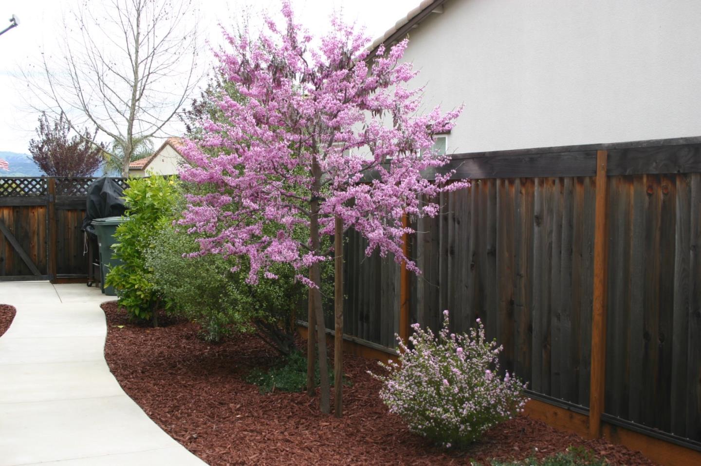 7247 Pitlochry Drive Gilroy, CA 95020 - Photo 29 of 44 a flower plants and wooden fence