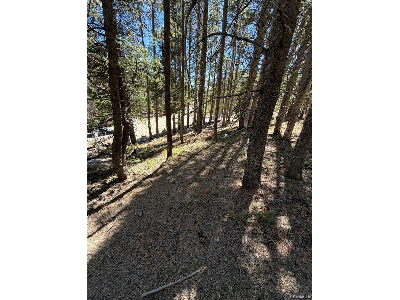 378 Alice Road Idaho Springs, CO 80452 - Photo 12 of 26 a view of a yard with plants and trees