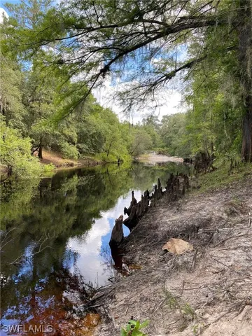 a view of a forest with a yard