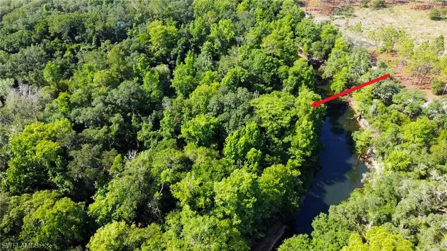 a view of a yard with plants and large trees