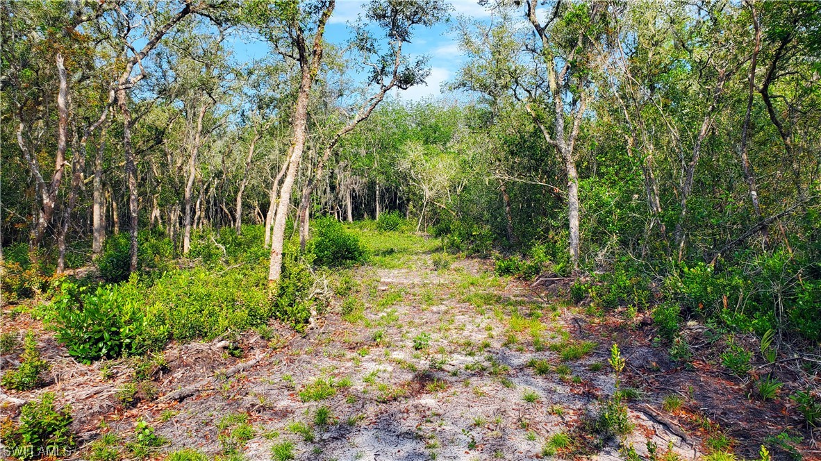 8115 Shasta Street Webster, FL 33597 - Photo 6 of 11 a view of a yard with plants and large trees