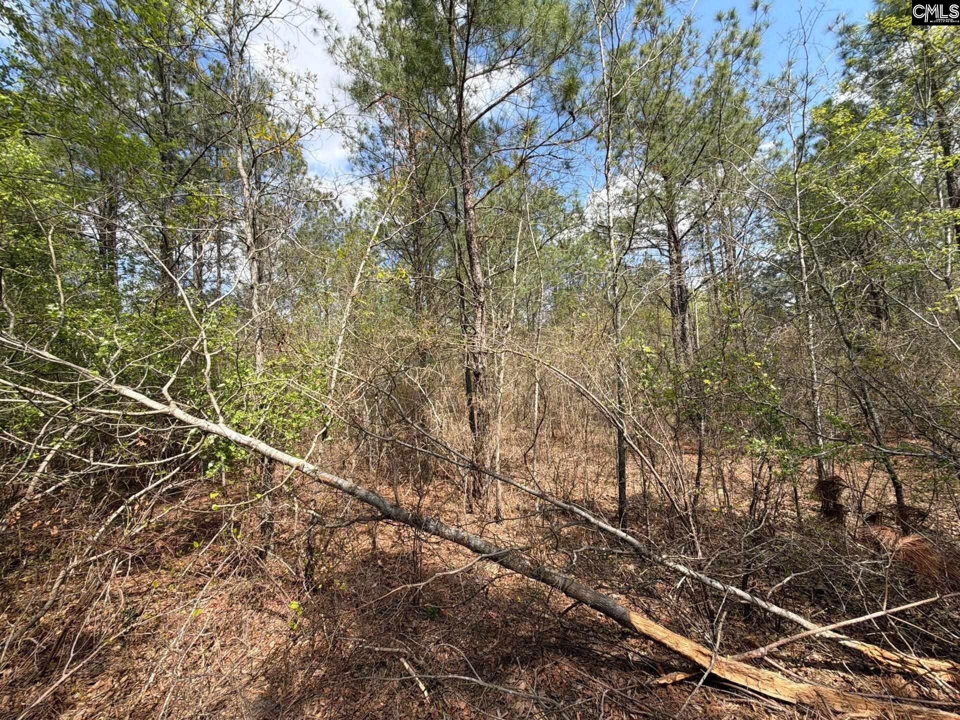 3 Mt Calvary Rd Ridge Spring Ridge Spring, SC 29129 - Photo 17 of 27