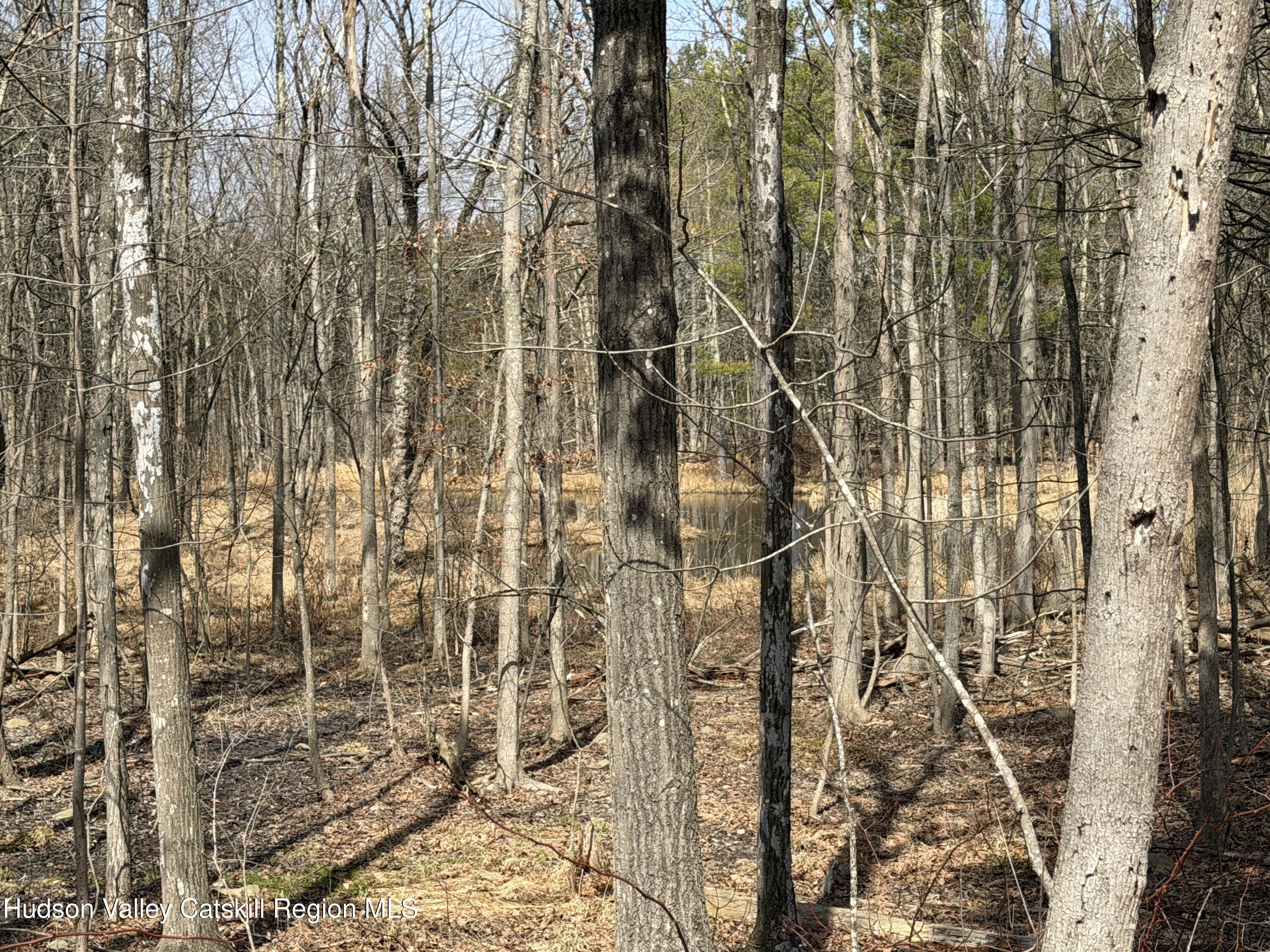 Tbd Frank Hitchcock Road Cairo, NY 12413 - Photo 4 of 9 Pond 4