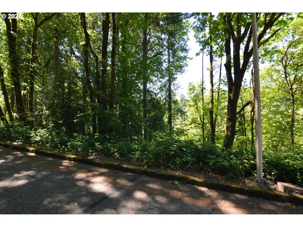 a view of a yard with plants and large trees