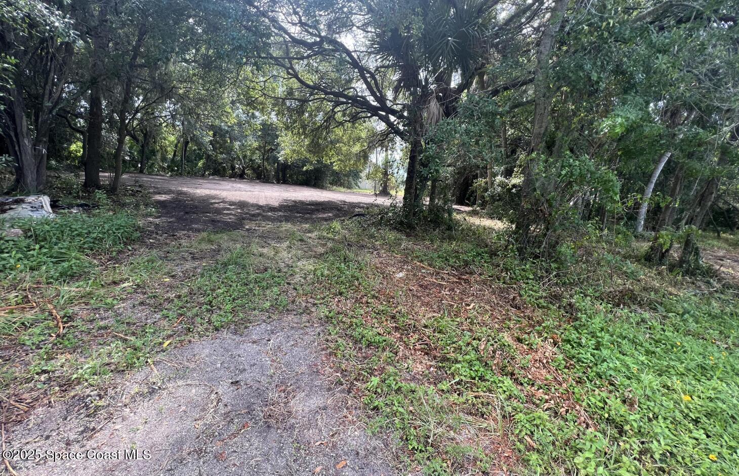 5122 Riveredge Drive Titusville, FL 32780 - Photo 6 of 15 a view of a forest with trees in the background