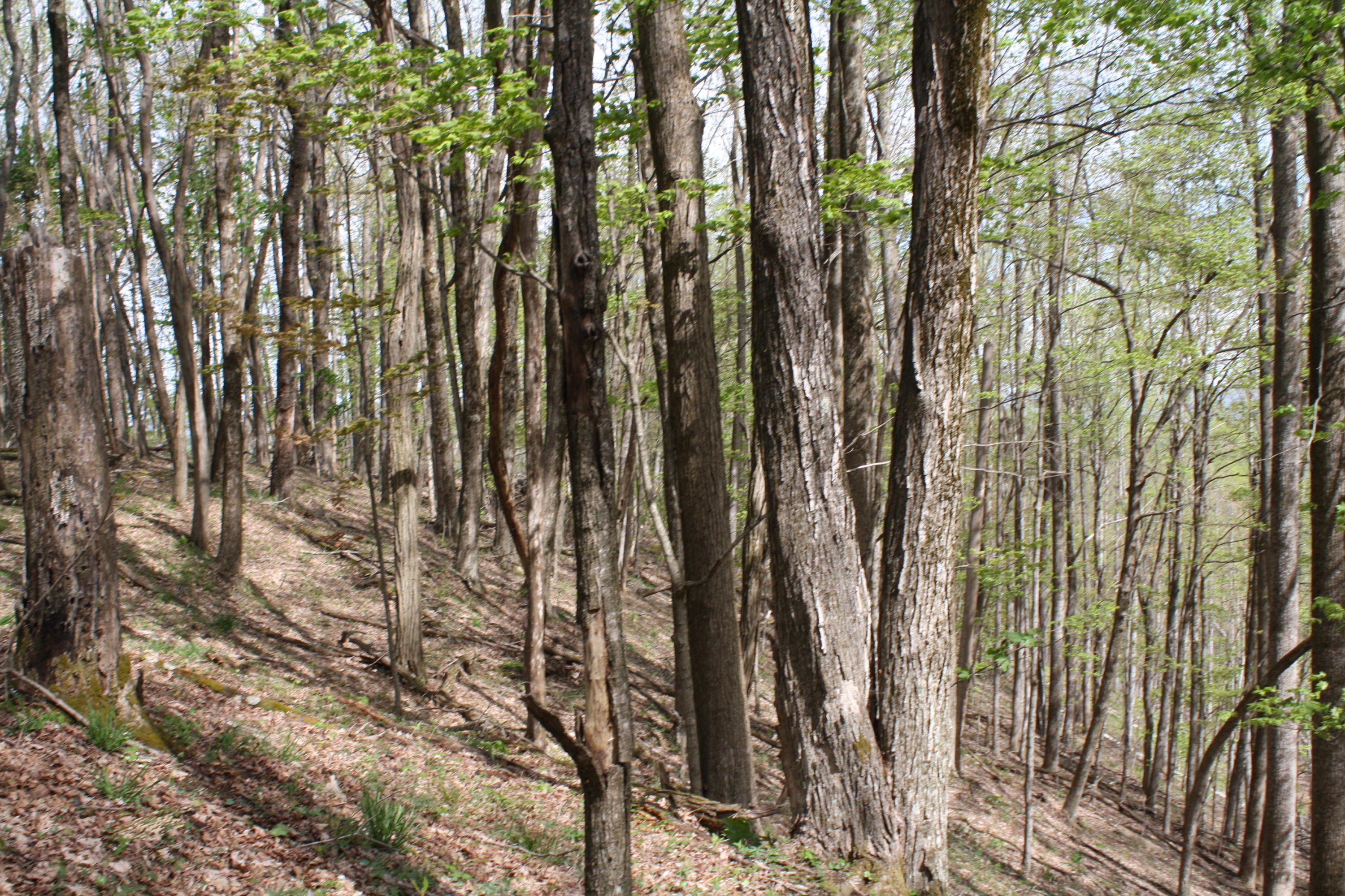 1161 Plumley Mountain Road Sandstone, WV 25985 - Photo 121 of 138 Gallery Image 121