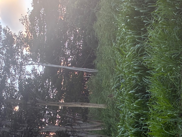 14 A Street, Unit 14A Kapaa, HI 96746 - Photo 2 of 7 a view of outdoor space and a yard