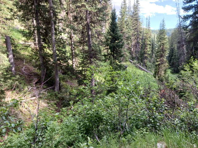 Baxter Sawmill Road East Hyrum, UT 84319 - Photo 2 of 8 Dense natural foliage with mature evergreen trees and varied undergrowth