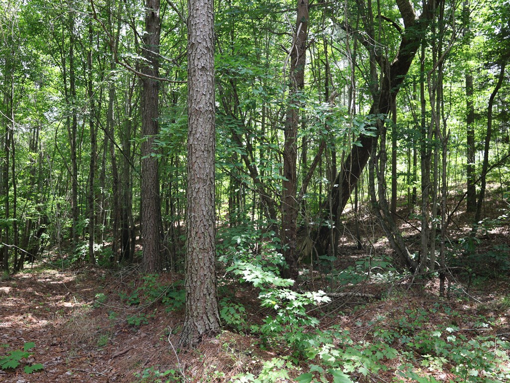 0 Pearl Johnson Road Ranger, GA 30734 - Photo 11 of 16 Gallery Image 11