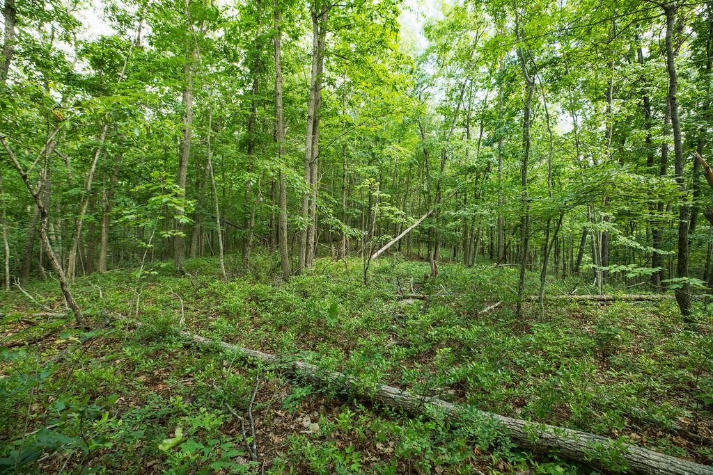 Tbd Calf Mountain Road Waynesboro, VA 22980 - Photo 24 of 36