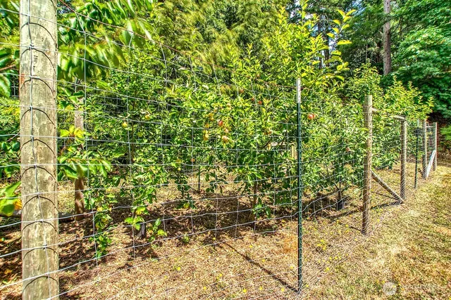 a view of a yard with a tree