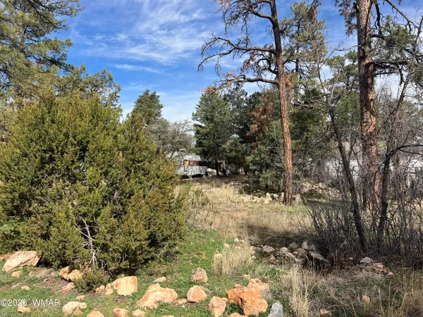 a view of a tree in a yard