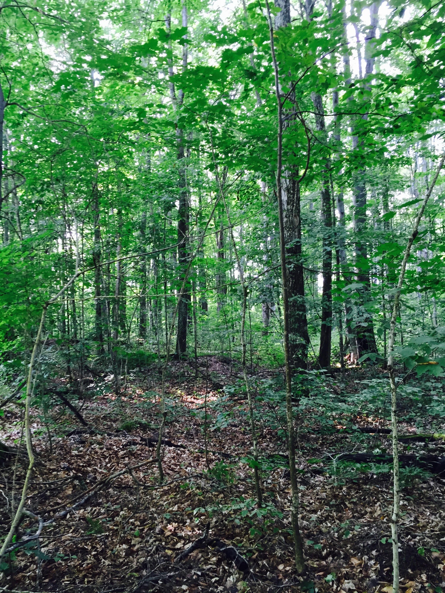Lewis Road Vanderbilt, MI 49795 - Photo 6 of 11 Gallery Image 6