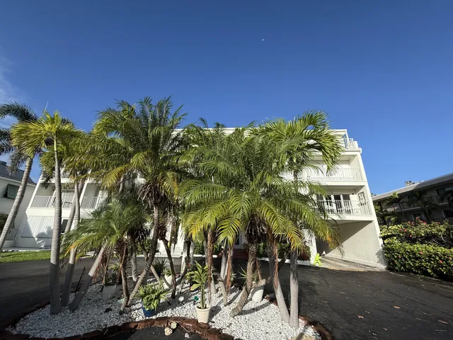 a view of a yard with plants and palm trees