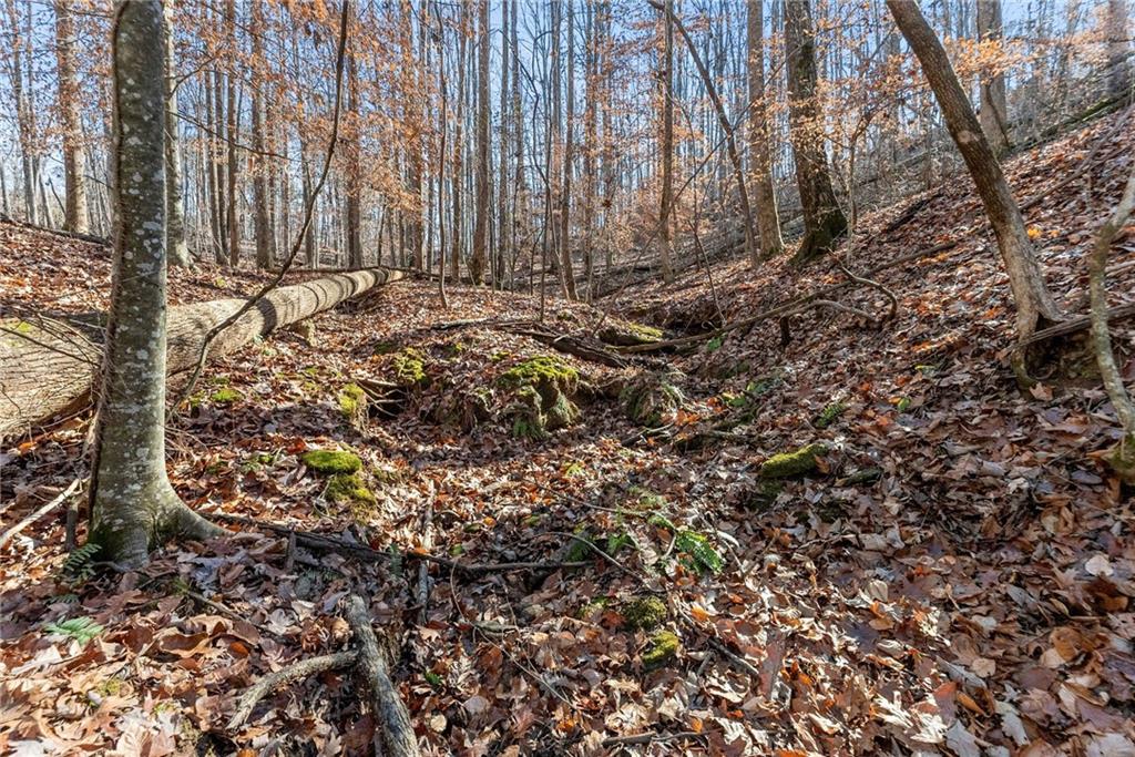 3523 Lighthouse Lane Gainesville, GA 30504 - Photo 66 of 72 a view of a large tree in a yard