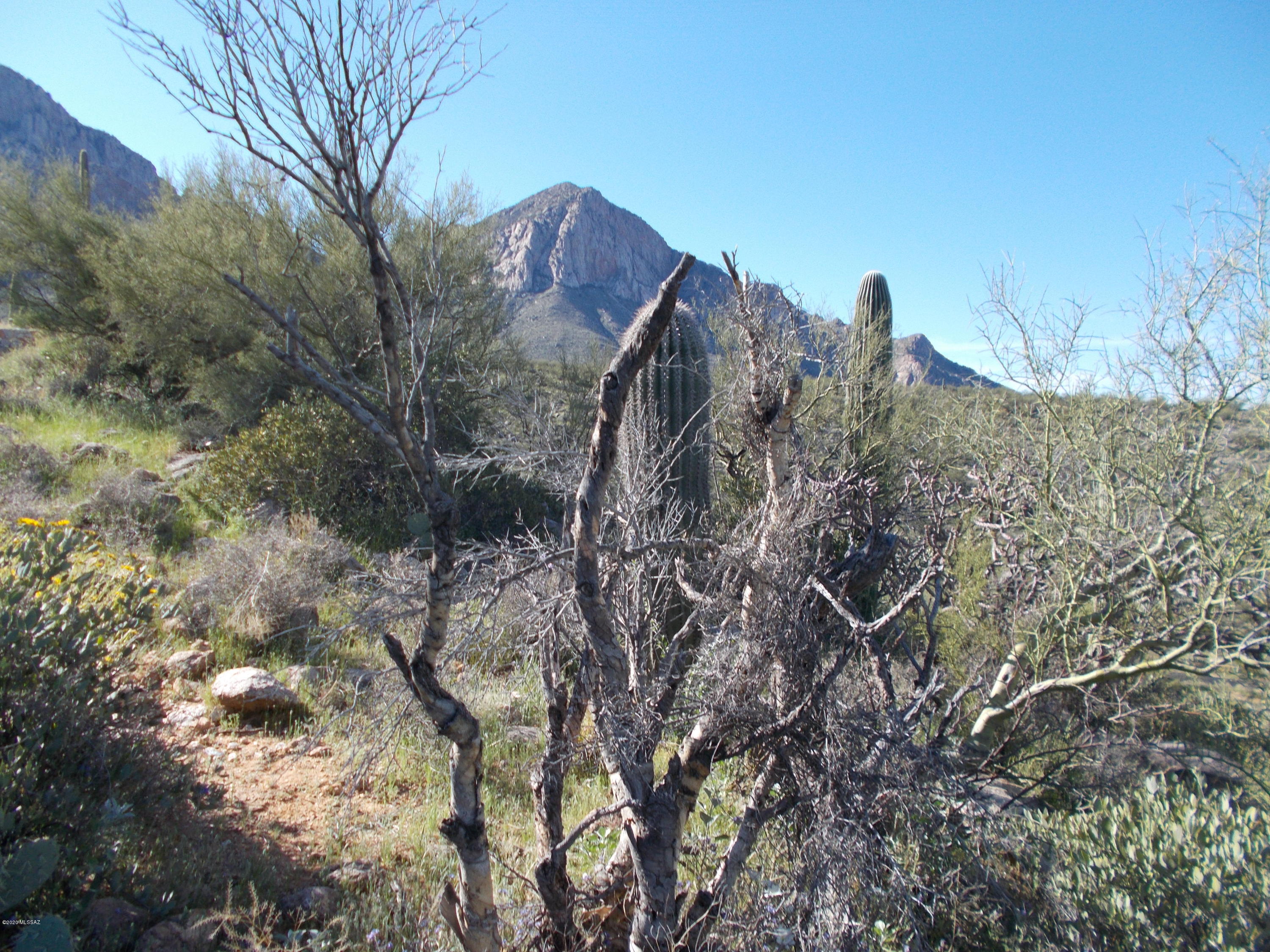 2280 Della Roccia Court, Unit 19 Oro Valley, AZ 85737 - Photo 20 of 20 a view of a house in a forest