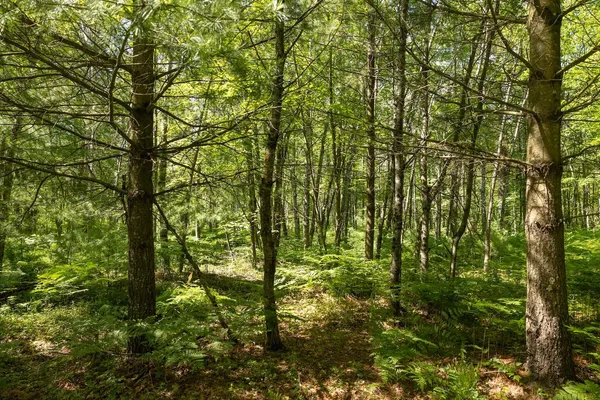 $496,000 | 13 West 13 Mile Road, Unit PAR C, Bitely, MI 49309