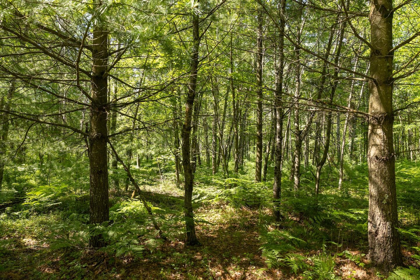 13 West 13 Mile Road, Unit PAR C Bitely, MI 49309 - Photo 4 of 13 4