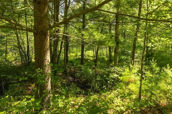 $496,000 | 13 West 13 Mile Road, Unit PAR C, Bitely, MI 49309