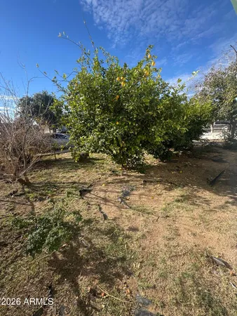 a view of a yard with a tree