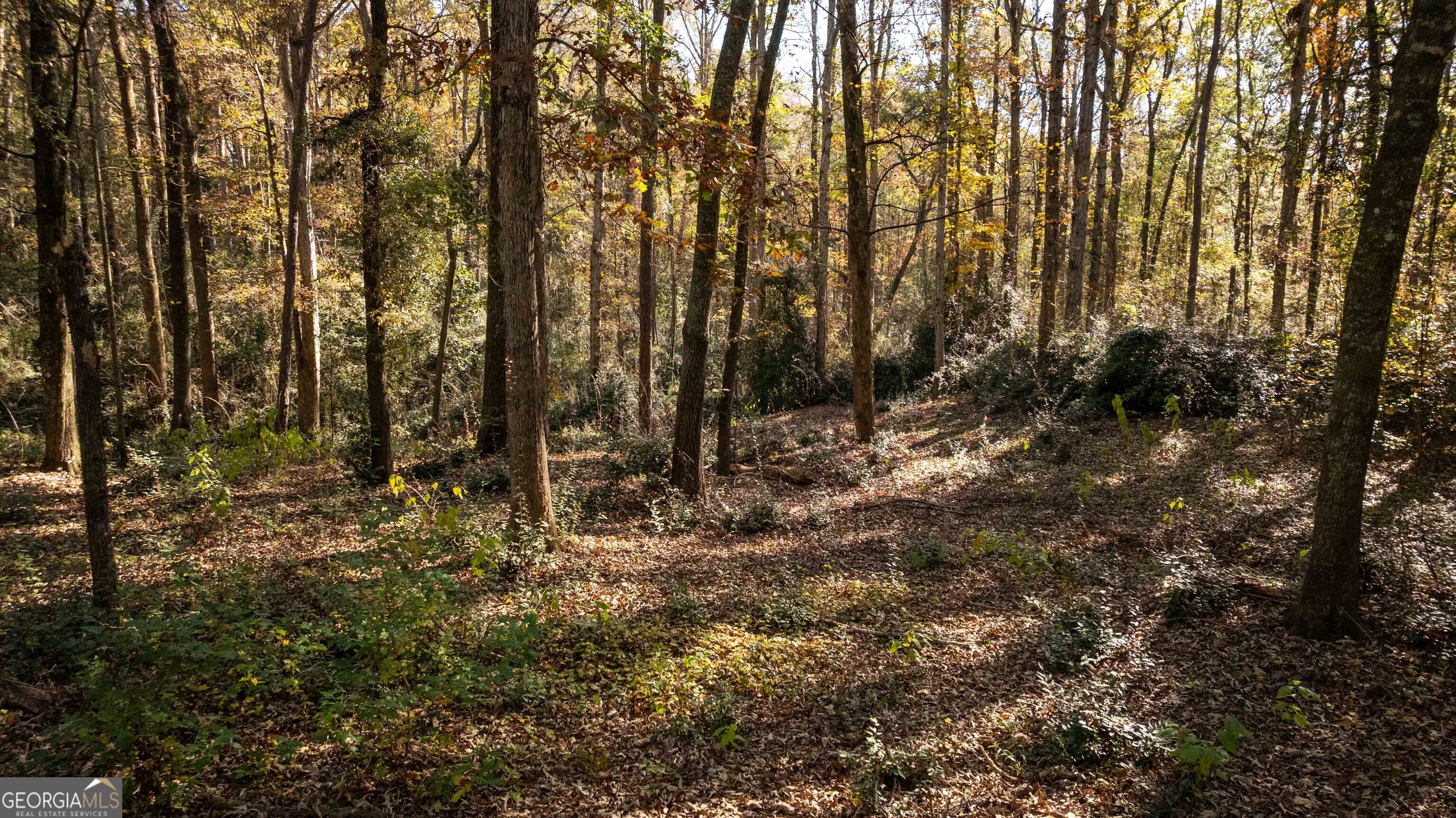 0 Daniel Road Thomaston, GA 30286 - Photo 19 of 19 a view of forest