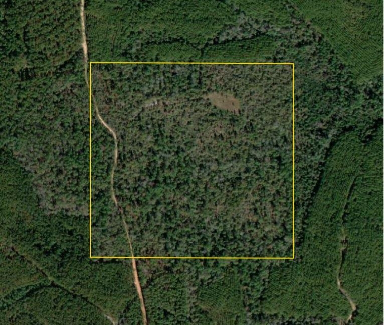 0 Private Road McIntosh, AL 36553 - Photo 21 of 21