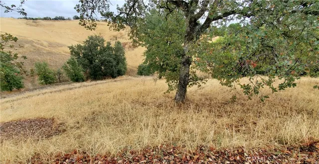 a view of a yard with trees